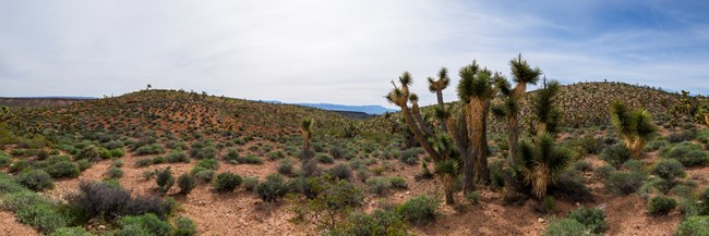 Desert Ecosystem - Grand Canyon-Parashant National Monument (U.S. National  Park Service)