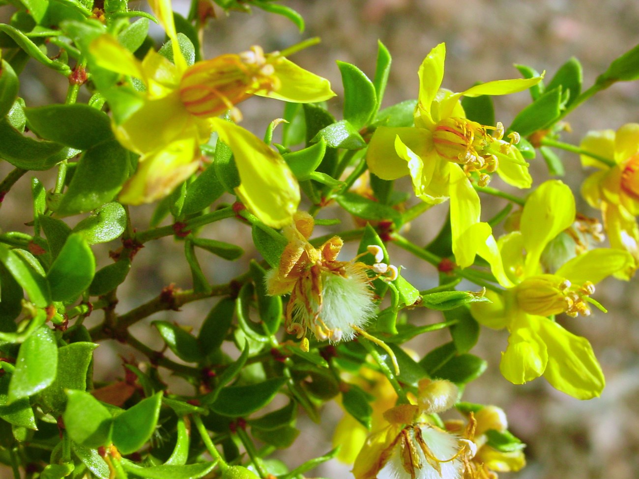 The soft yellow blossoms of the creosotebush giving way to fluffy seed heads.