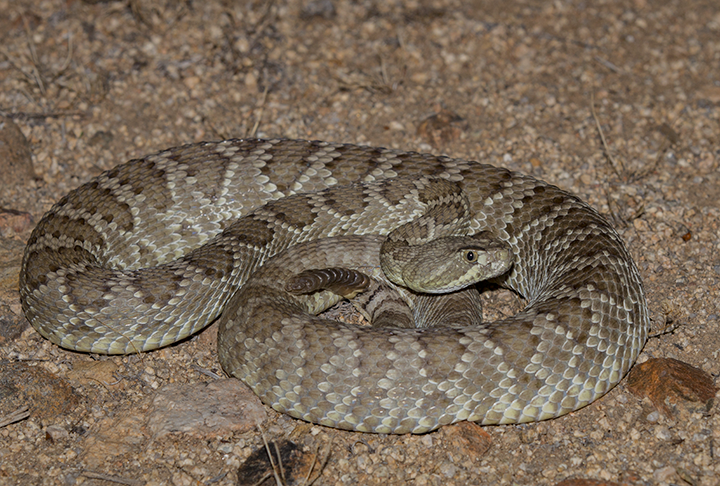 What is a Mojave Green Rattlesnake?