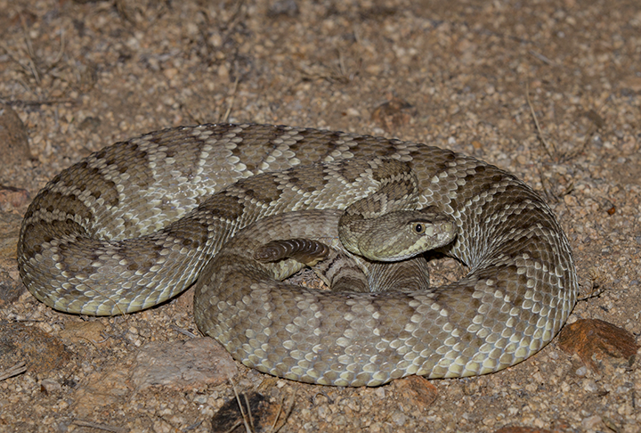 A slightly green coiled snake with diamond pattern scales