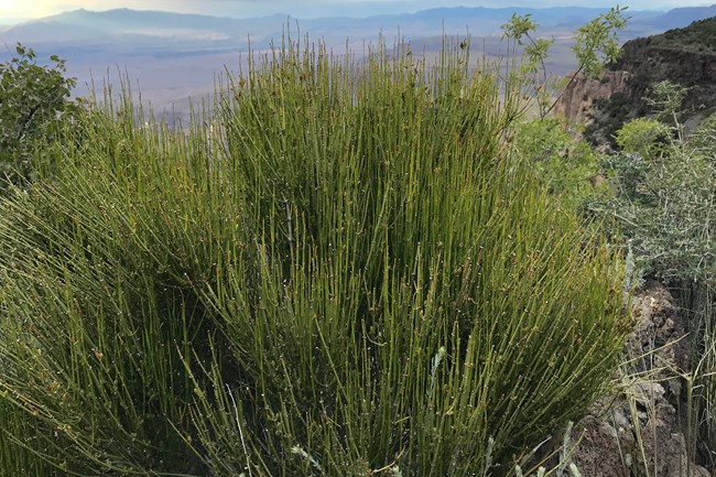 A leafless shrub with green branchs near the edge of a cliff.