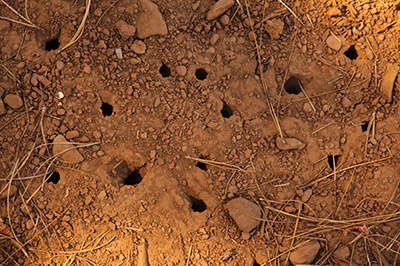 Small holes going into soil.