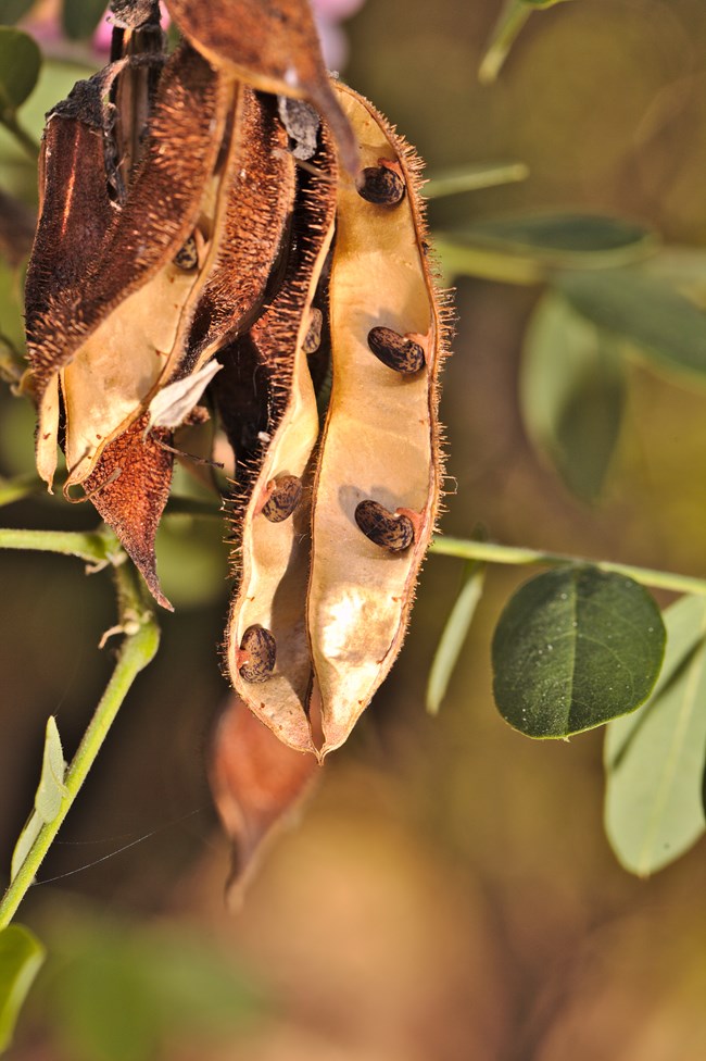 Multiple brown seed pods with short bristles split open displaying seeds