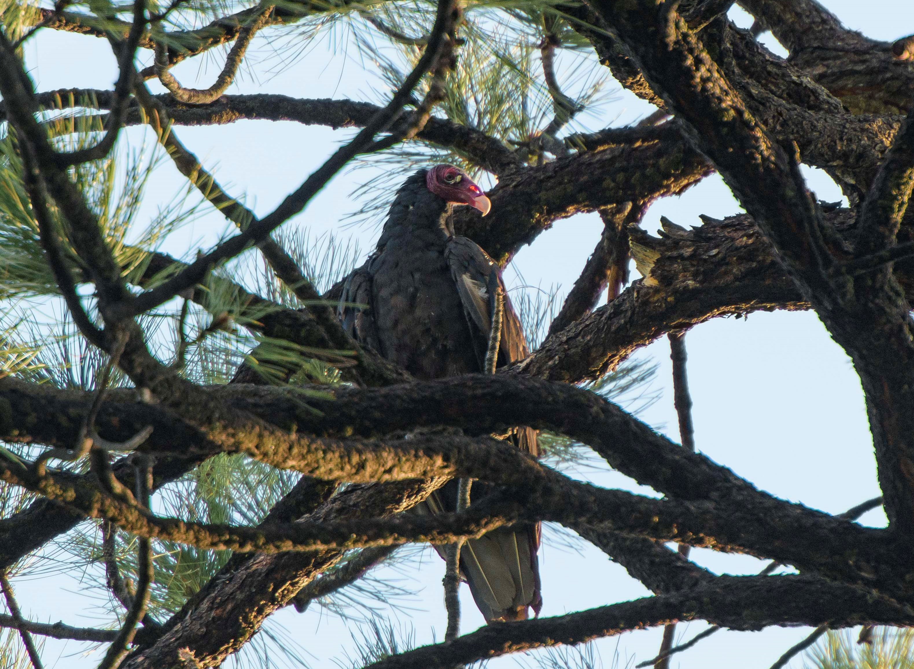 Turkey Vulture Grand CanyonParashant National Monument (U.S