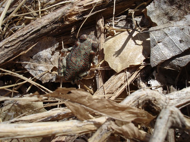 A red-spotted toad sits camouflaged in the grass.