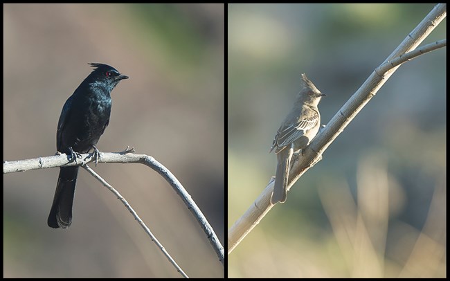 A silky black male bird and dusty brown female bird with crests on top of their heads sitting on branches.