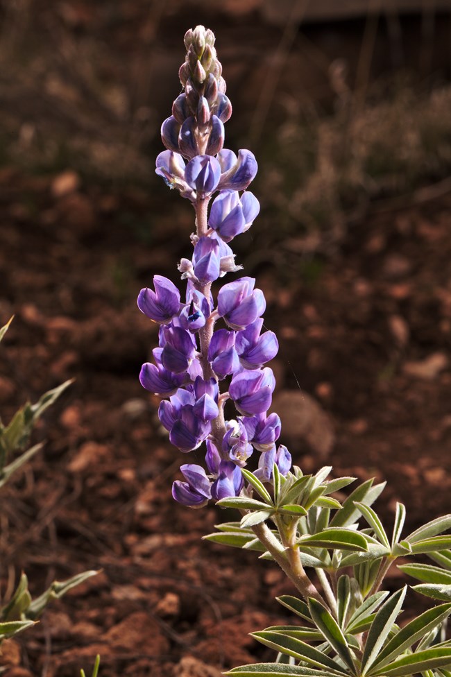 A raceme of violet flowers.