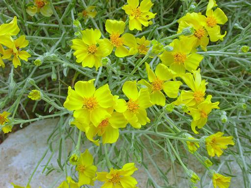 Plants found on the Monument - Grand Canyon-Parashant National Monument ...