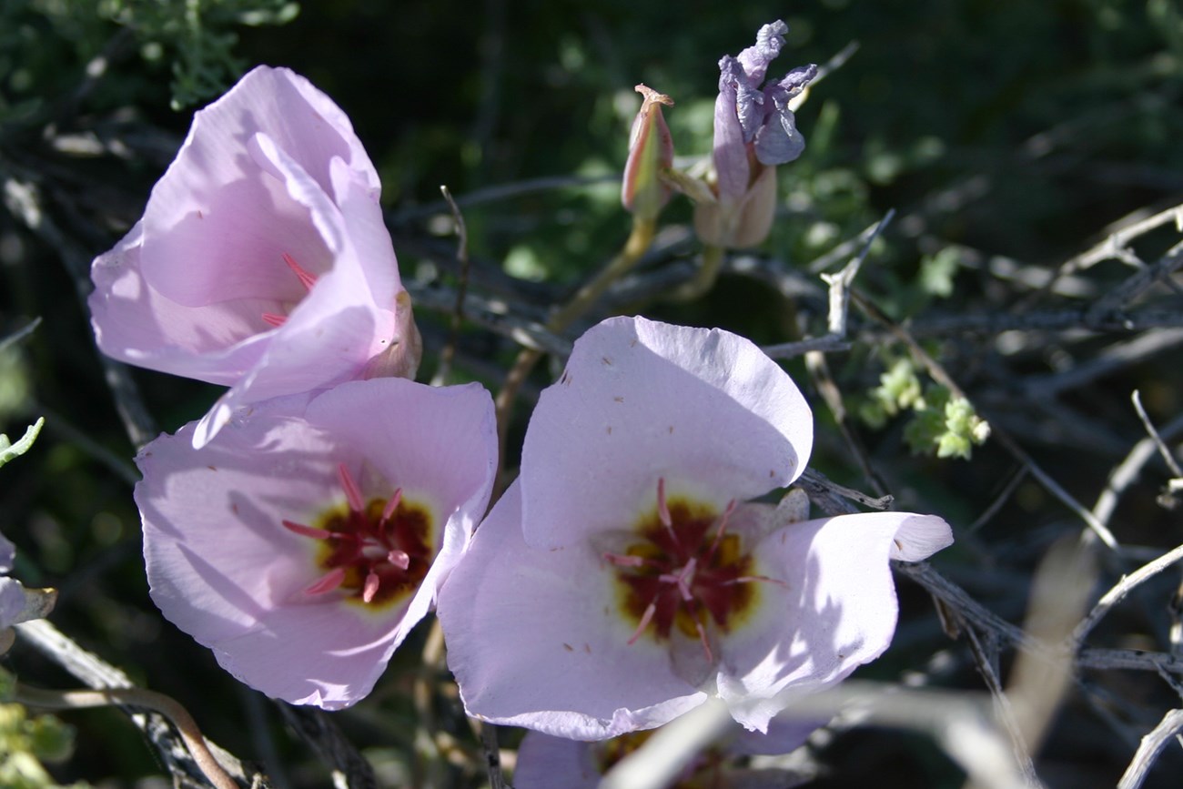 Three flowers with soft pink petals.