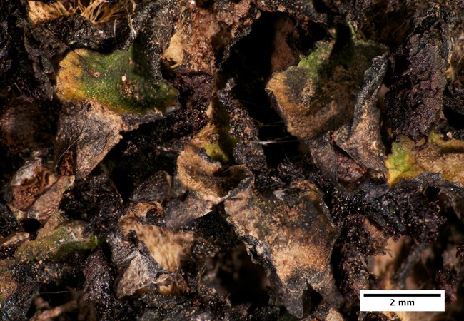 Brown and black dried whorls of liverwort involucres with a few green scattered areas with moisture.