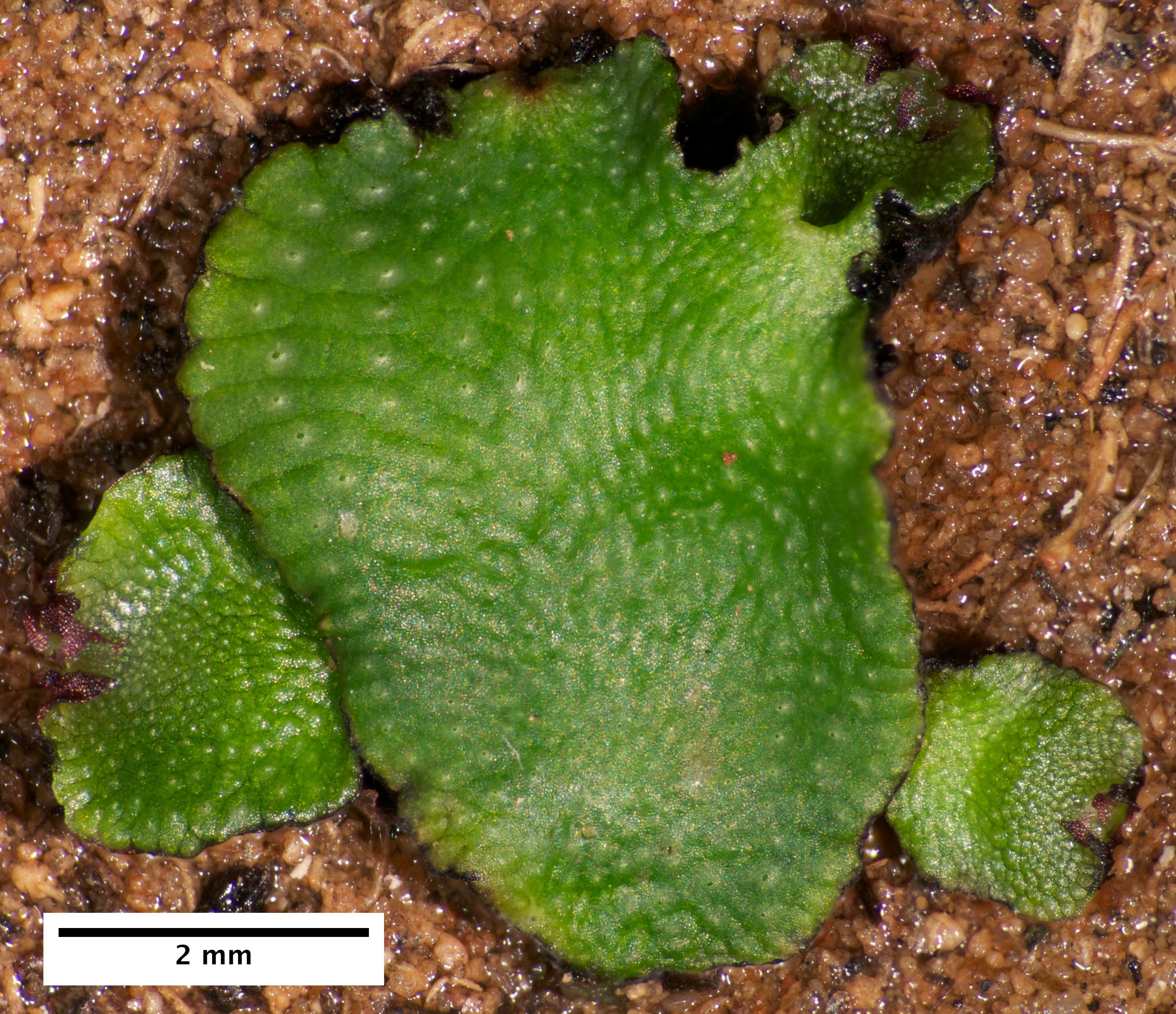 A hydrated green dimpled liverwort with three smaller sections growing off its surrounding edges.