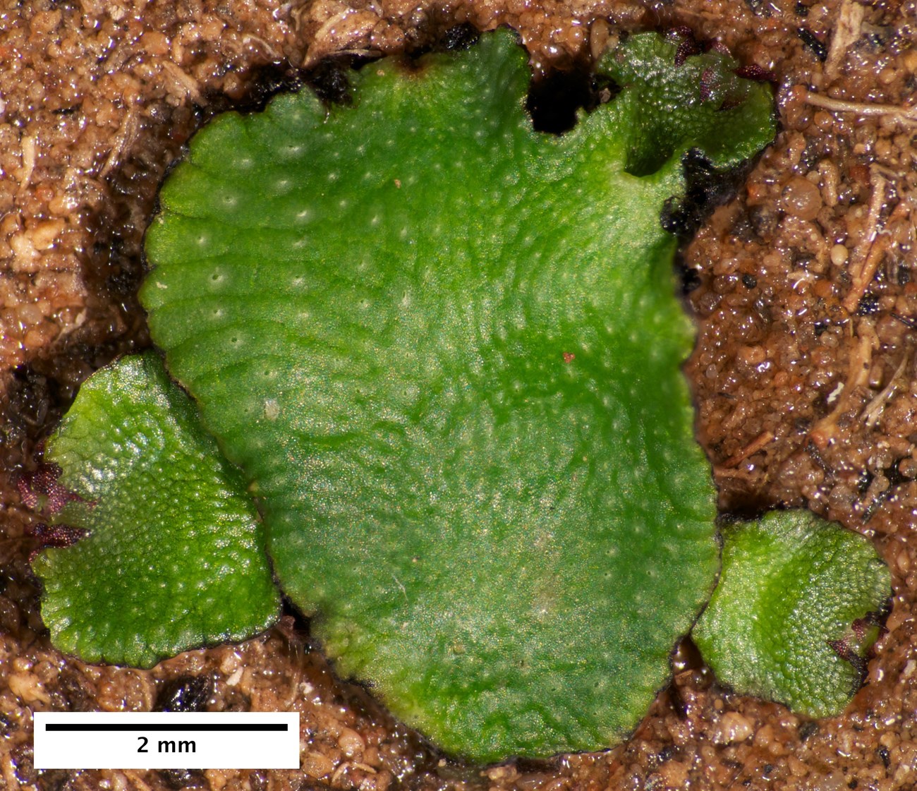 A hydrated green dimpled liverwort with three smaller sections growing off its surrounding edges.