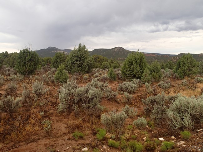 Pinyon juniper trees grow among fields of sage in red sand.