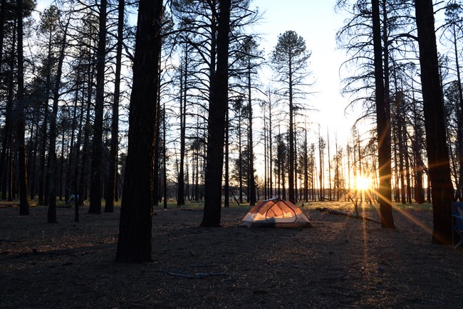 A lone tent illuminated by the setting sun in an area wooded with ponderosa trees.