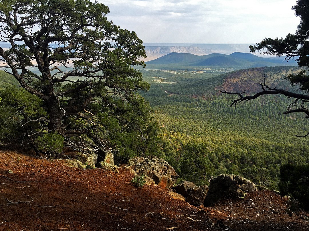 Trees and rocks in the foreground, Grand Canyon in the distance