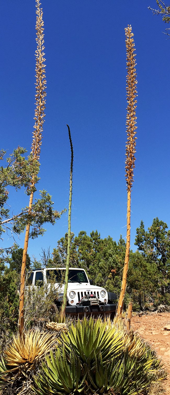 Twin Point road agave plants and flower stalks with Jeep in background