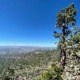 Vista-icon of a single tree on a ridgeline.