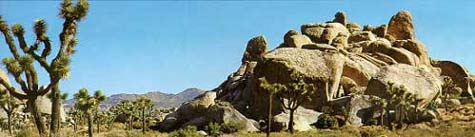 This is an image of Joshua Trees and rock outcrop at Joshua Tree National Park, Twenty Nine Palms, California