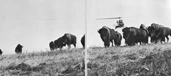 bison round-up