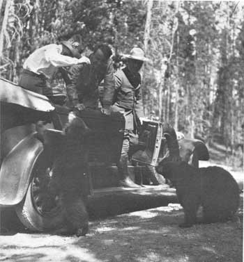 black bears