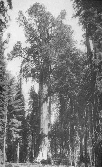 General Sherman Tree