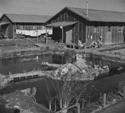 Pond at Poston I