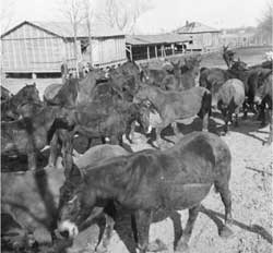 Farm mules at Rohwer