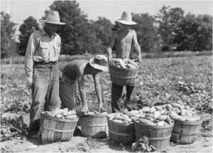 Harvesting cucumbers at Rohwer