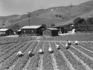 strawberry harvest near San Jose