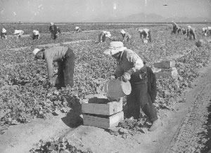 harvesting cucumbers, Gila River Relocation Center