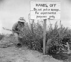 growing experimental plants, Gila River Relocation Center