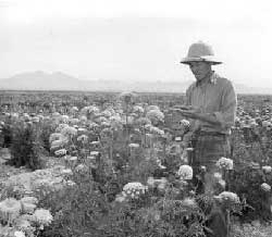 carrot seeds, Gila River Relocation Center