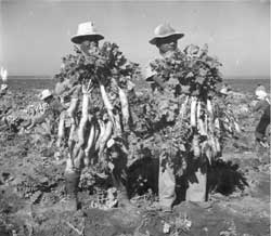 harvesting daikon, Gila River Relocation Center