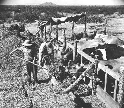 feeding dairy cows, Gila River Relocation Center