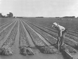 irrigating lettuce field, Granada