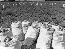 potato harvest, Granada