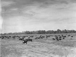 cattle herd, Granada