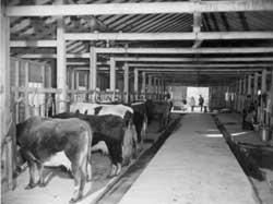 milking shed, dairy farm, Granada