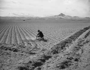 Farm field, Heart Mountain