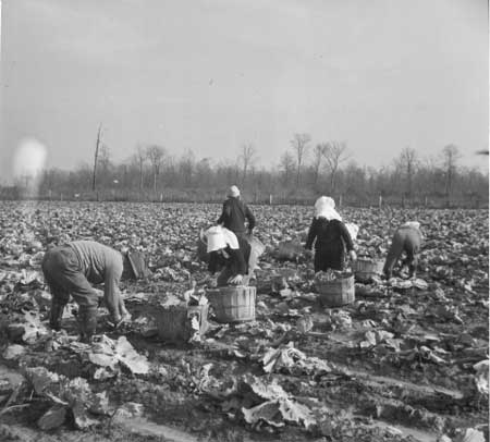 cabbage harvest, Jerome