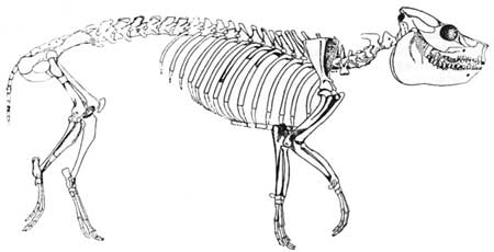 oreodont skeleton