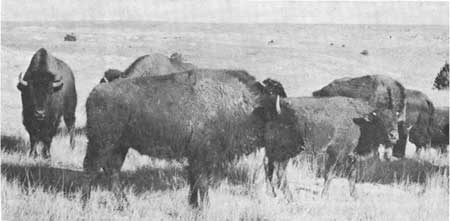 bison