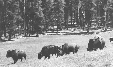 bison