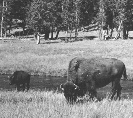 bison