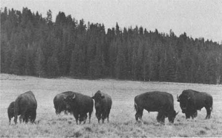 bison