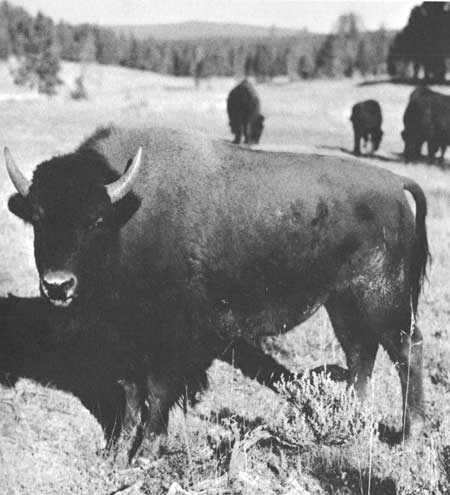 bison