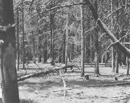 lodgepole forest