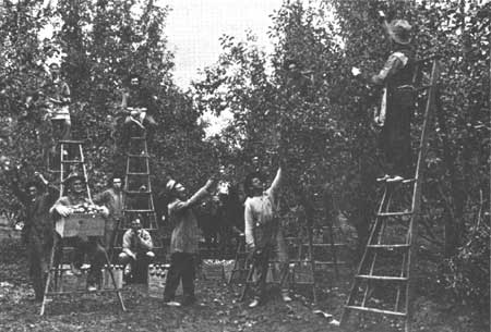 fruit pickers