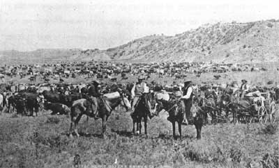 cattlemen