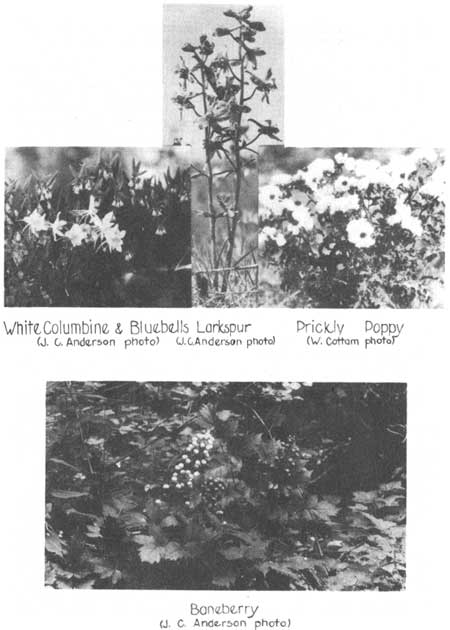 columbine, larkspur, poppy, baneberry